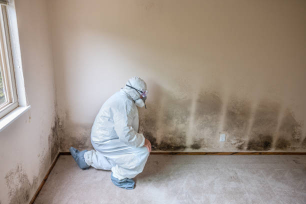 Professional Mold Inspection, Removal & Remediation in Turley, OK